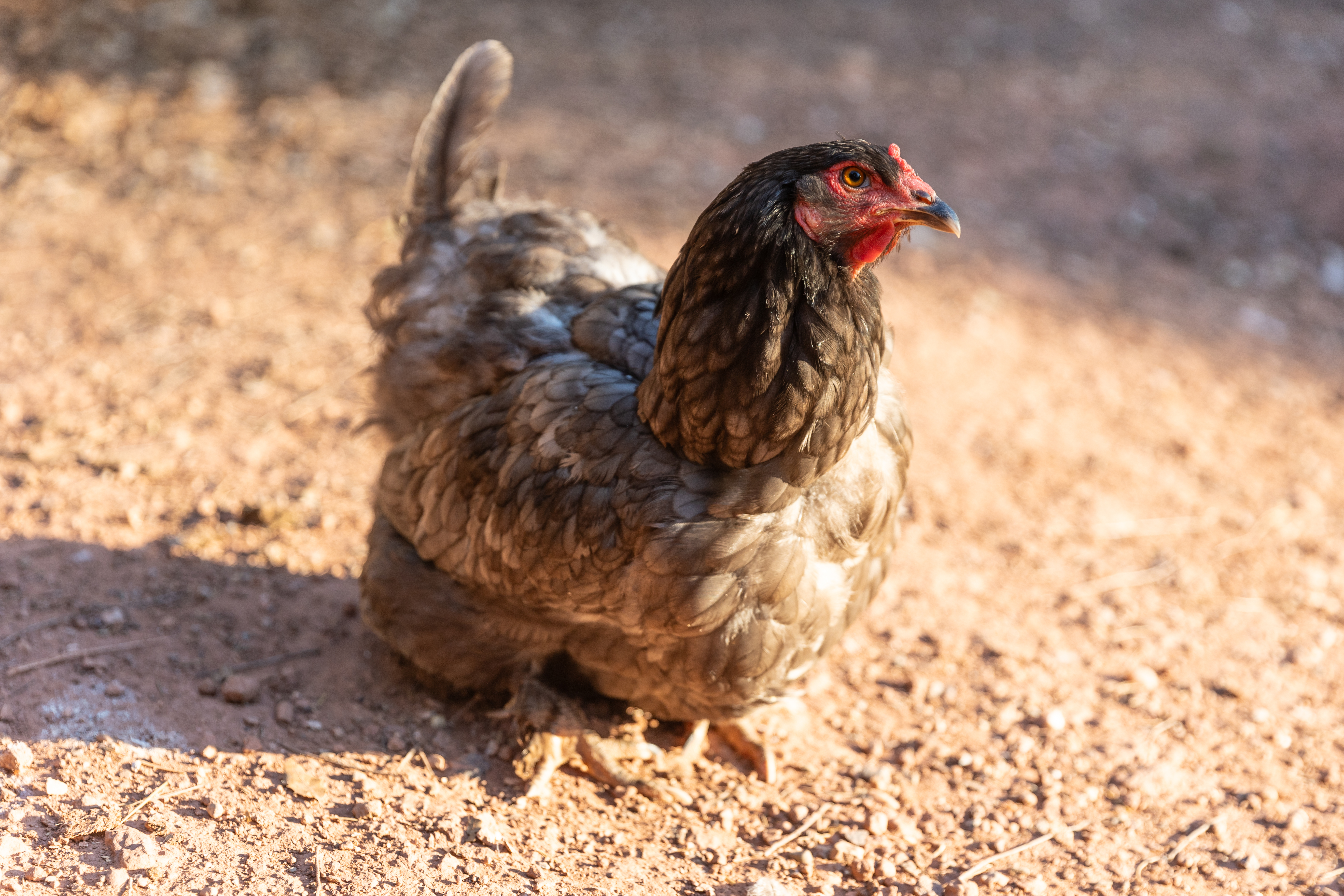 gallinas-regalos-solidarios-educo-2024.jpg